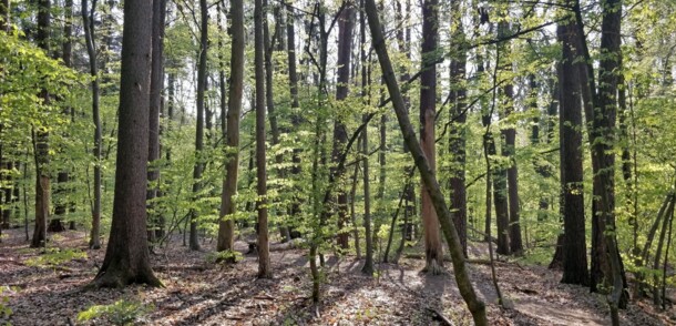     Frühlings-Wald am Stadtrand von Wien / Wien